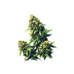 Cartoon Cannabis Buds Vinyl Car Decal Sticker – Waterproof & UV-Resistant 