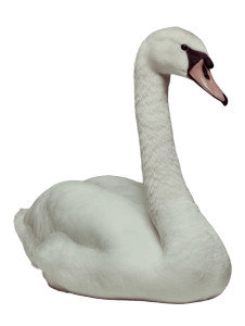 Swan Figurine Still Life Vinyl Car Decal Sticker – Waterproof & UV-Resistant 