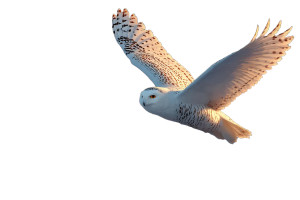 Snowy Owl Soaring Vinyl Car Decal Sticker – Waterproof & UV-Resistant 