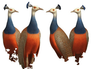 Peacocks Of Almagest Vinyl Car Decal Sticker – Waterproof & UV-Resistant 