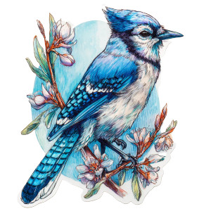 Blue Jay Sticker Vinyl Car Decal Sticker – Waterproof & UV-Resistant Blue Jay Sticker Vinyl Car Decal Sticker – Waterproof & UV-Resistant