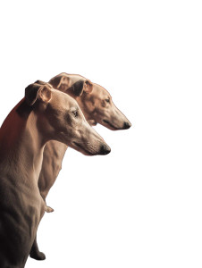 Buddhist Whippet Dogs Vinyl Car Decal Sticker – Waterproof & UV-Resistant 