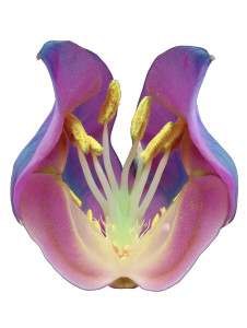 Purple Flower Macro Vinyl Car Decal Sticker – Waterproof & UV-Resistant 