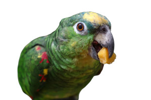 Pet Parrot Eating Vinyl Car Decal Sticker – Waterproof & UV-Resistant Pet Parrot Eating Vinyl Car Decal Sticker – Waterproof & UV-Resistant