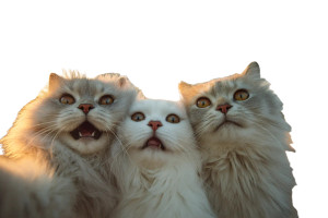 Persian Cat Selfie V2 Vinyl Car Decal Sticker – Waterproof & UV-Resistant 