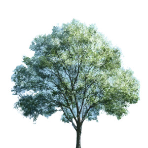 Stylistic Deciduous Tree Vinyl Car Decal Sticker – Waterproof & UV-Resistant 