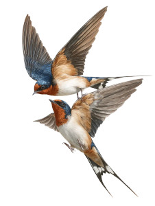 Barn Swallows Flying V2 Vinyl Car Decal Sticker – Waterproof & UV-Resistant Barn Swallows Flying V2 Vinyl Car Decal Sticker – Waterproof & UV-Resistant