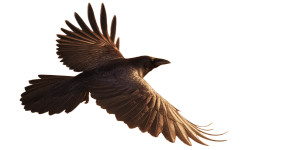 Desert Storm Crow Vinyl Car Decal Sticker – Waterproof & UV-Resistant 