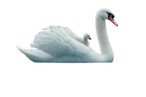 Swan With Cygnet Vinyl Car Decal Sticker – Waterproof & UV-Resistant 