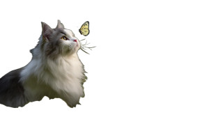 Persian Cat Playing Vinyl Car Decal Sticker – Waterproof & UV-Resistant 