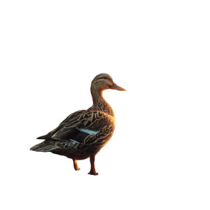 Beautiful Duck Sunset Vinyl Car Decal Sticker – Waterproof & UV-Resistant Beautiful Duck Sunset Vinyl Car Decal Sticker – Waterproof & UV-Resistant