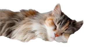 Fluffy Sky Cat Vinyl Car Decal Sticker – Waterproof & UV-Resistant 