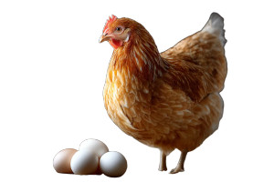 Chicken And Egg Vinyl Car Decal Sticker – Waterproof & UV-Resistant Chicken And Egg Vinyl Car Decal Sticker – Waterproof & UV-Resistant