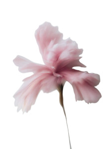Pink Blurred Flower V5 Vinyl Car Decal Sticker – Waterproof & UV-Resistant Pink Blurred Flower V5 Vinyl Car Decal Sticker – Waterproof & UV-Resistant