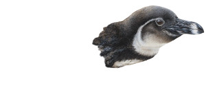 African Penguin Chick Vinyl Car Decal Sticker – Waterproof & UV-Resistant African Penguin Chick Vinyl Car Decal Sticker – Waterproof & UV-Resistant