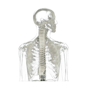 X-Ray Spring Torso Vinyl Car Decal Sticker – Waterproof & UV-Resistant 