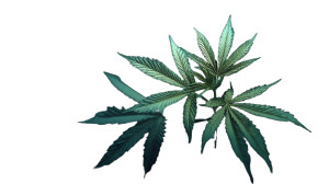 Cannabis Plant Vinyl Car Decal Sticker – Waterproof & UV-Resistant Cannabis Plant Vinyl Car Decal Sticker – Waterproof & UV-Resistant