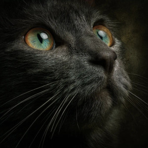 A Cat V33 Vinyl Car Decal Sticker – Waterproof & UV-Resistant 