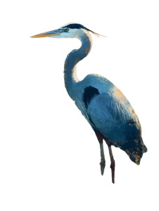 Great Blue Heron Vinyl Car Decal Sticker – Waterproof & UV-Resistant 