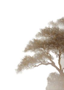 Silhouette Of Tree Vinyl Car Decal Sticker – Waterproof & UV-Resistant Silhouette Of Tree Vinyl Car Decal Sticker – Waterproof & UV-Resistant