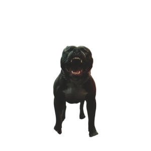 Fierce Pitbull Vinyl Car Decal Sticker – Waterproof & UV-Resistant 