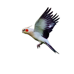 White Cockatiel Vinyl Car Decal Sticker – Waterproof & UV-Resistant White Cockatiel Vinyl Car Decal Sticker – Waterproof & UV-Resistant
