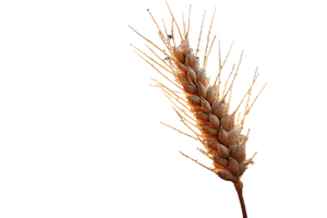 Golden Wheat Ear Vinyl Car Decal Sticker – Waterproof & UV-Resistant Golden Wheat Ear Vinyl Car Decal Sticker – Waterproof & UV-Resistant