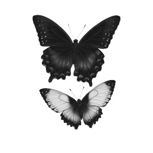 Two Butterflies Flying Vinyl Car Decal Sticker – Waterproof & UV-Resistant Two Butterflies Flying Vinyl Car Decal Sticker – Waterproof & UV-Resistant