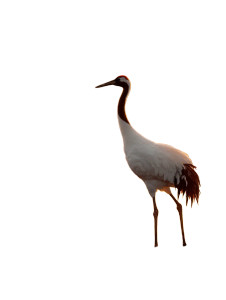 Red-Crowned Crane V2 Vinyl Car Decal Sticker – Waterproof & UV-Resistant 
