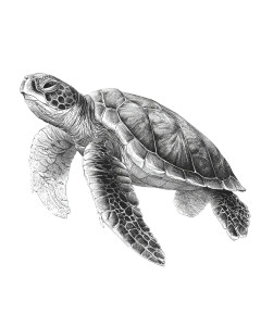 Graceful Turtle Swim Vinyl Car Decal Sticker – Waterproof & UV-Resistant 