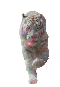 White Tiger Running V2 Vinyl Car Decal Sticker – Waterproof & UV-Resistant 