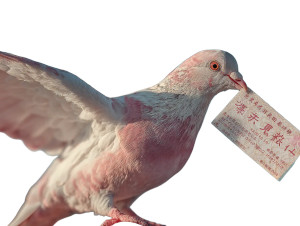 Hand And Pigeon Vinyl Car Decal Sticker – Waterproof & UV-Resistant 