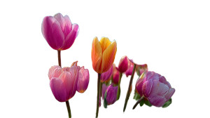 Blooming Tulips Vinyl Car Decal Sticker – Waterproof & UV-Resistant Blooming Tulips Vinyl Car Decal Sticker – Waterproof & UV-Resistant