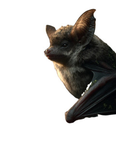 Mystical Bat Portrait Vinyl Car Decal Sticker – Waterproof & UV-Resistant 