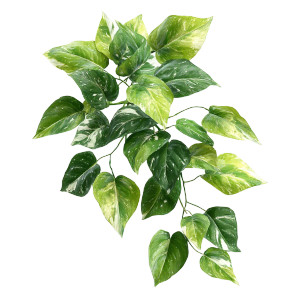 Healthy Pothos Plant Vinyl Car Decal Sticker – Waterproof & UV-Resistant Healthy Pothos Plant Vinyl Car Decal Sticker – Waterproof & UV-Resistant