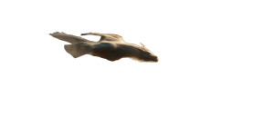 Falkor Soaring V2 Vinyl Car Decal Sticker – Waterproof & UV-Resistant 