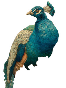 Majestic Peacock Print Vinyl Car Decal Sticker – Waterproof & UV-Resistant Majestic Peacock Print Vinyl Car Decal Sticker – Waterproof & UV-Resistant