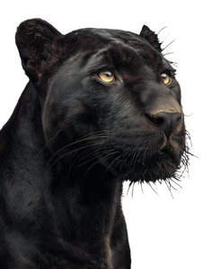 Black Jaguar Portrait Vinyl Car Decal Sticker – Waterproof & UV-Resistant Black Jaguar Portrait Vinyl Car Decal Sticker – Waterproof & UV-Resistant