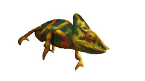 Vibrant Chameleon Close-Up Vinyl Car Decal Sticker – Waterproof & UV-Resistant 