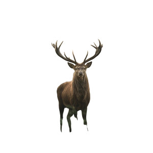 Noble Stag Vinyl Car Decal Sticker – Waterproof & UV-Resistant 