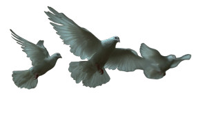 White Doves Flying V3 Vinyl Car Decal Sticker – Waterproof & UV-Resistant 