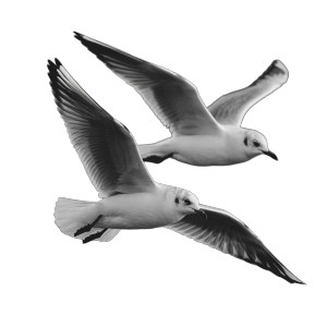 Flying Seagulls Closeup Vinyl Car Decal Sticker – Waterproof & UV-Resistant 