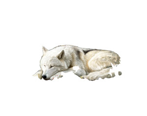 White Wolf Painting Vinyl Car Decal Sticker – Waterproof & UV-Resistant 