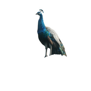 Magnificent Peacock Vinyl Car Decal Sticker – Waterproof & UV-Resistant 