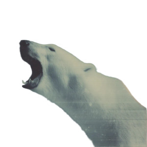 White Bear Roaring Vinyl Car Decal Sticker – Waterproof & UV-Resistant 