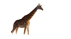 Giraffe In Savannah Vinyl Car Decal Sticker – Waterproof & UV-Resistant Giraffe In Savannah Vinyl Car Decal Sticker – Waterproof & UV-Resistant