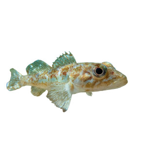 Camouflaged Tropical Fish Vinyl Car Decal Sticker – Waterproof & UV-Resistant Camouflaged Tropical Fish Vinyl Car Decal Sticker – Waterproof & UV-Resistant