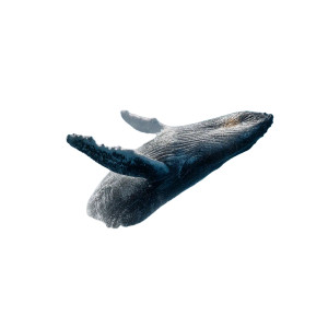 Breaching Humpback Whale V2 Vinyl Car Decal Sticker – Waterproof & UV-Resistant Breaching Humpback Whale V2 Vinyl Car Decal Sticker – Waterproof & UV-Resistant