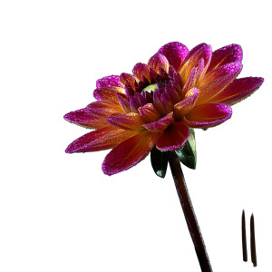 Stunning Dahlias Vinyl Car Decal Sticker – Waterproof & UV-Resistant 