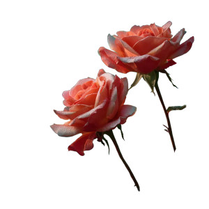 Enchanted Roses Vinyl Car Decal Sticker – Waterproof & UV-Resistant 